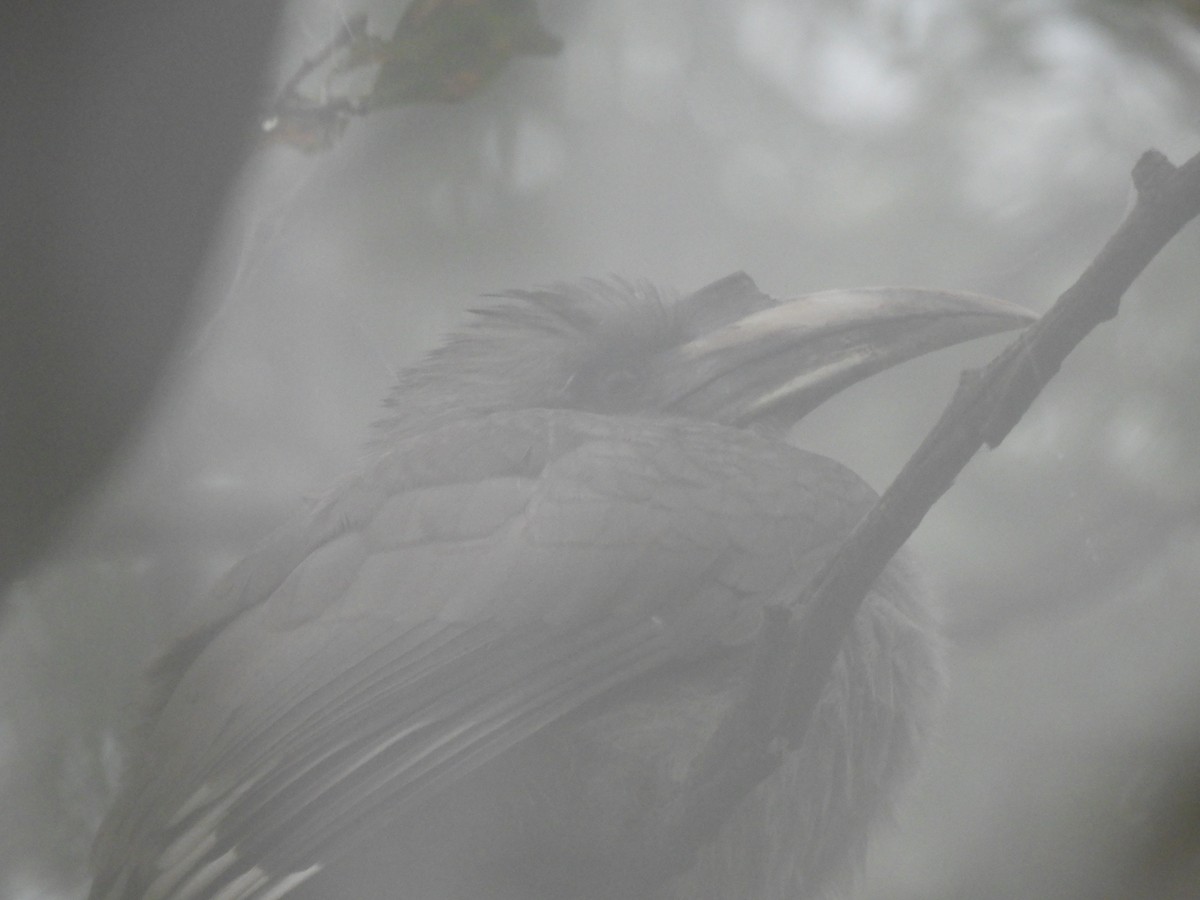 Indian Gray Hornbill - ML613494227