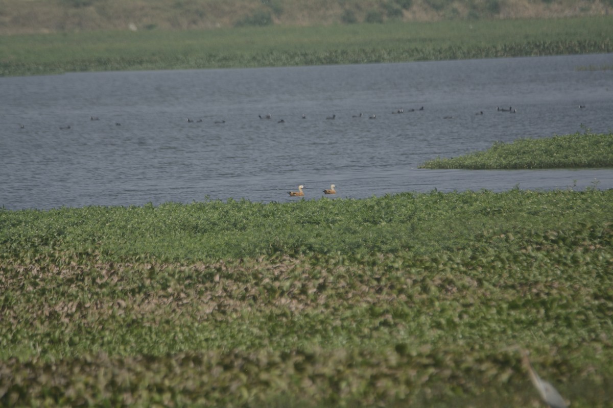Ruddy Shelduck - ML613494250