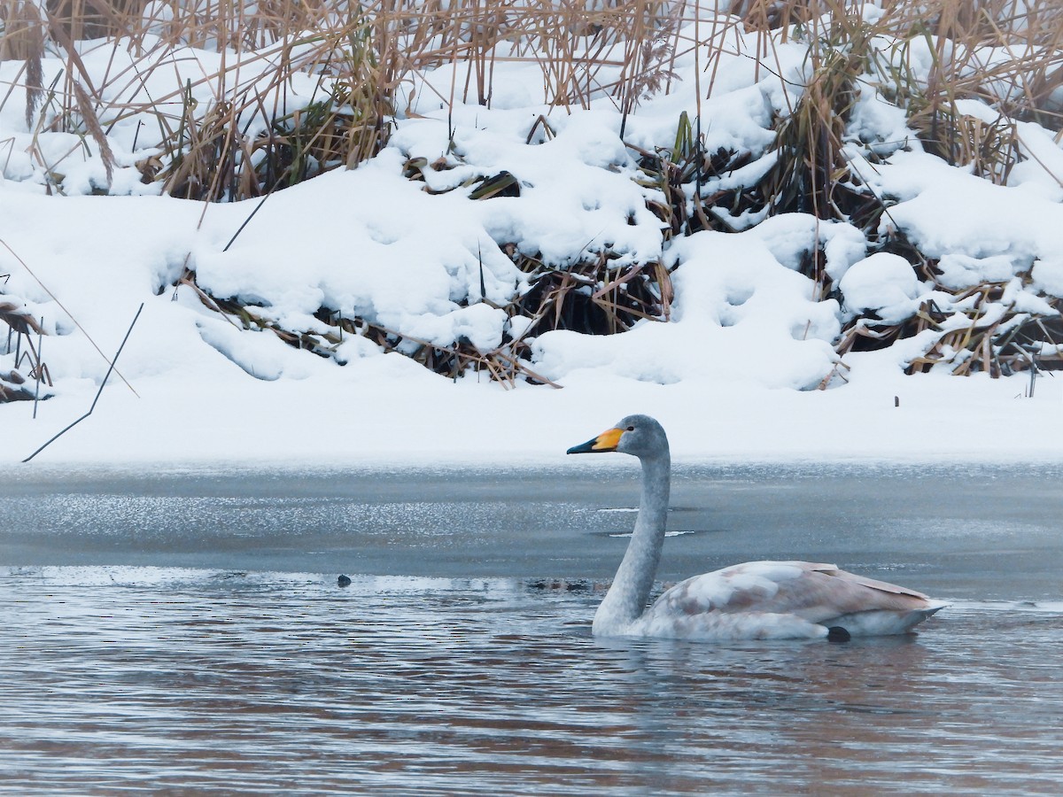 Whooper Swan - Eugene Misiuk🦉