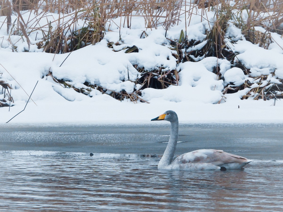 Cygne chanteur - ML613494264