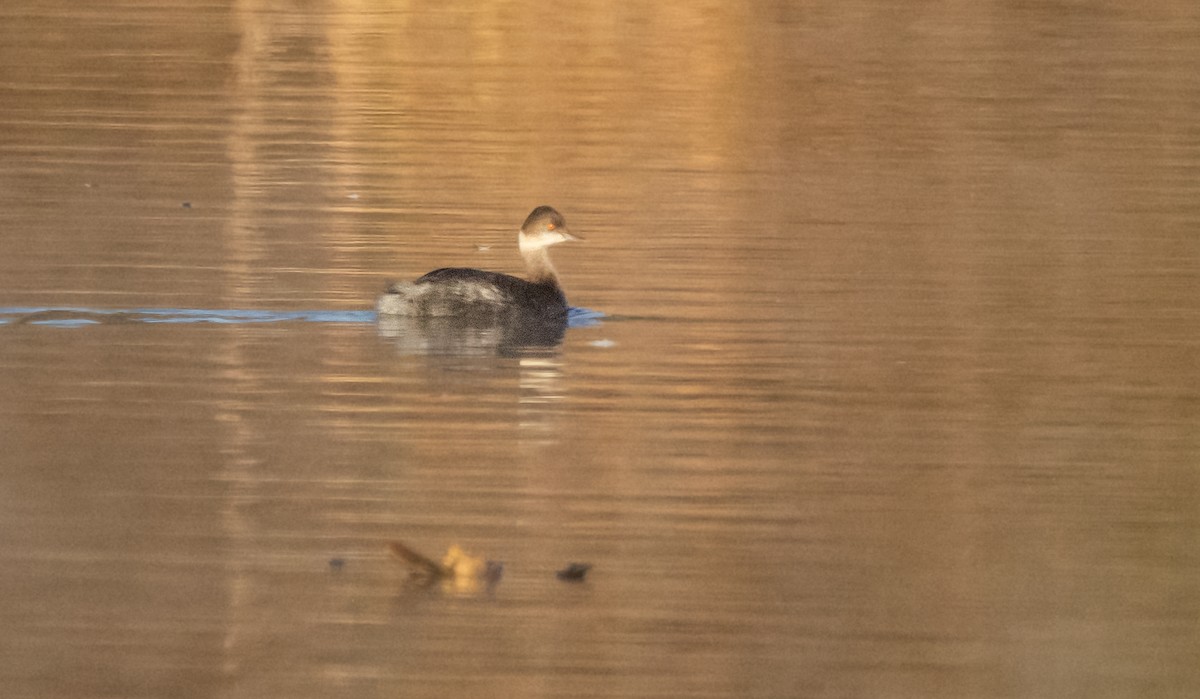 Eared Grebe - ML613494279