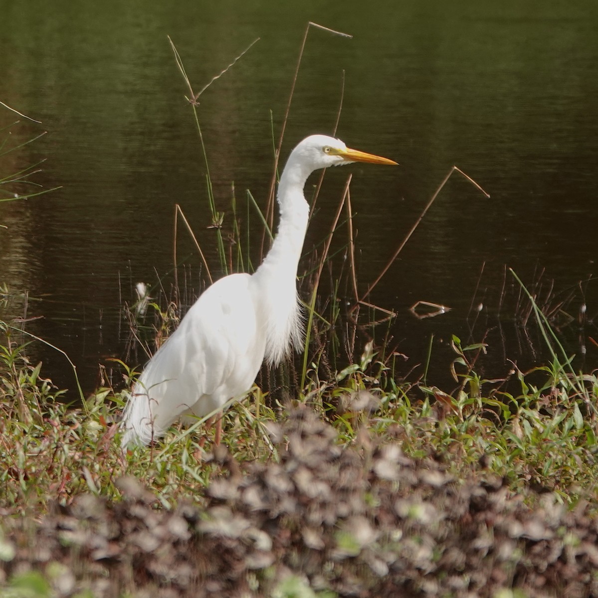 Plumed Egret - ML613494331