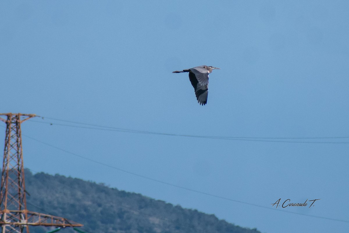 Great Blue Heron - Alexander Coronado Torné
