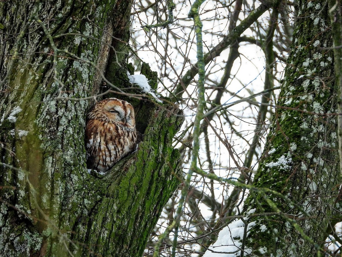 Tawny Owl - Eugene Misiuk🦉