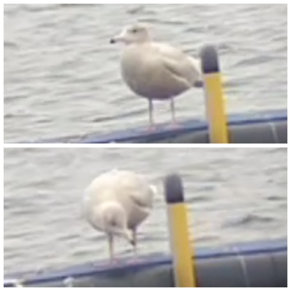 Glaucous Gull - ML613494468