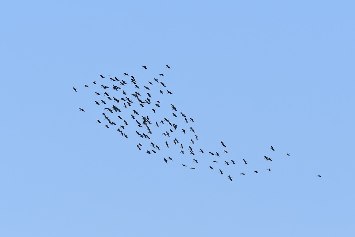 ibis hnědý - ML613494492