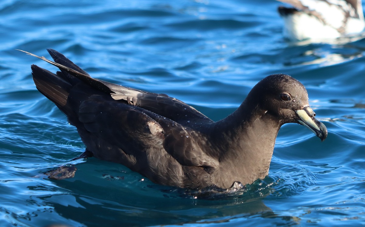 Westland Petrel - ML613494493