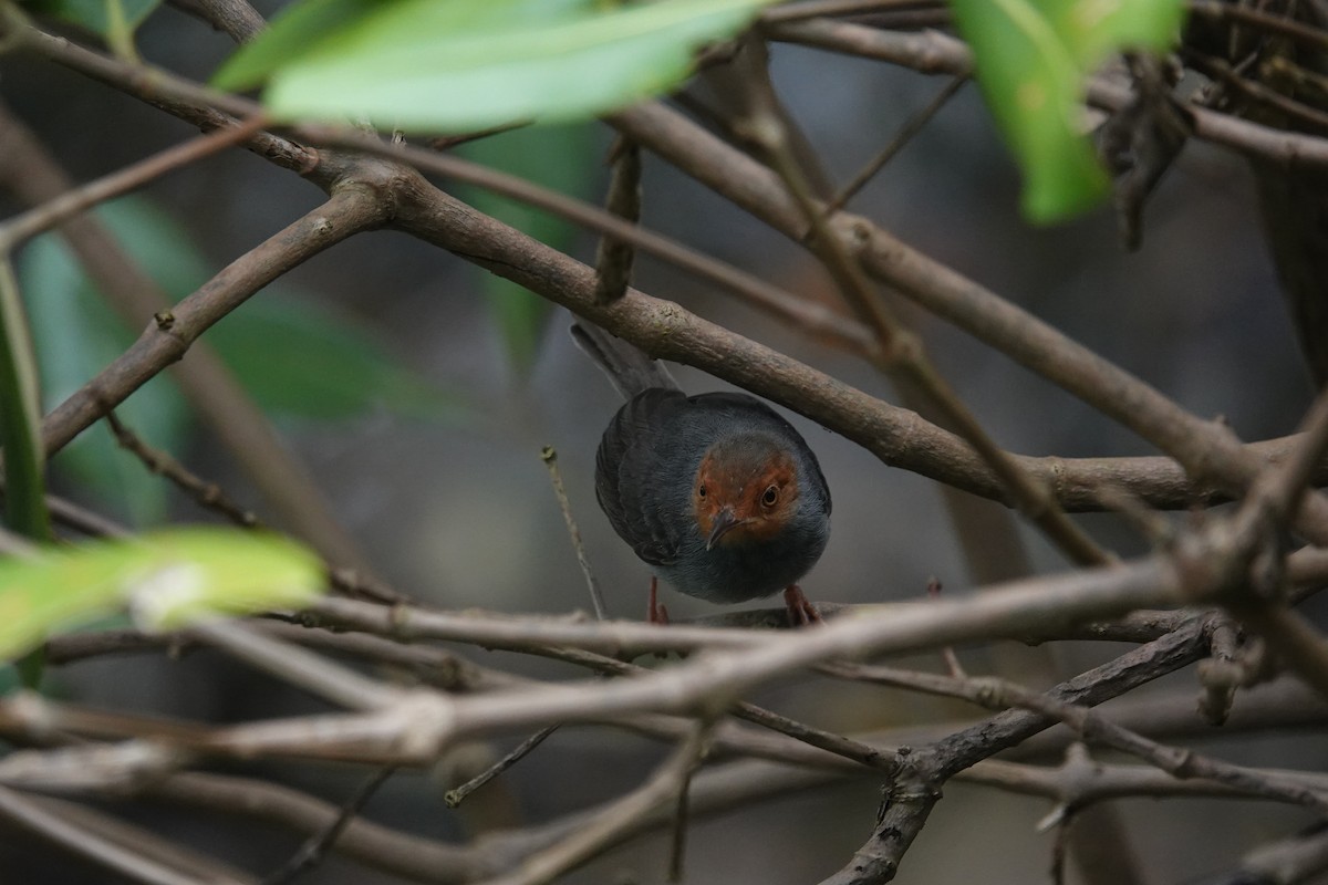 Ashy Tailorbird - ML613494628