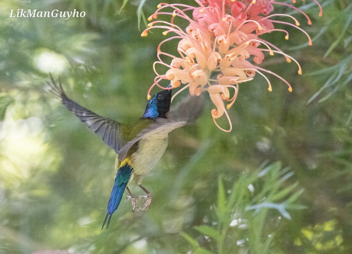 Fork-tailed Sunbird - ML613494733