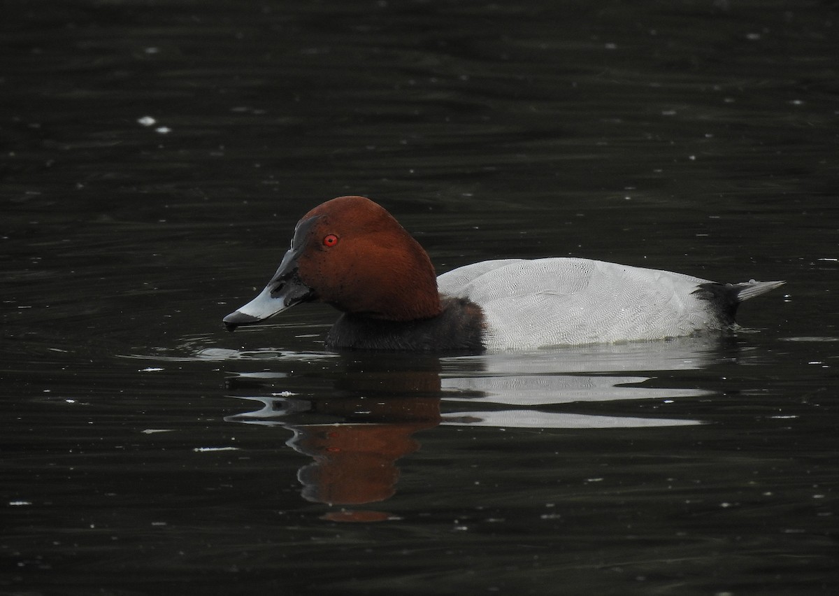 Common Pochard - ML613494896