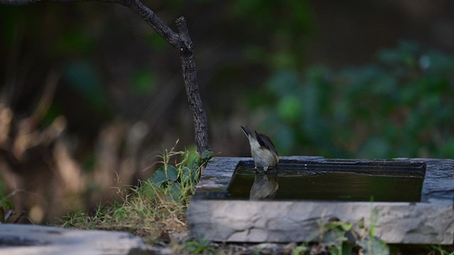 Common Chiffchaff - ML613494916