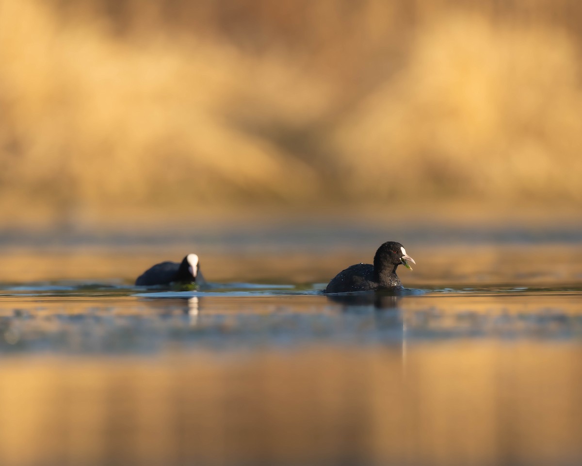 Eurasian Coot - Falk Wirsam