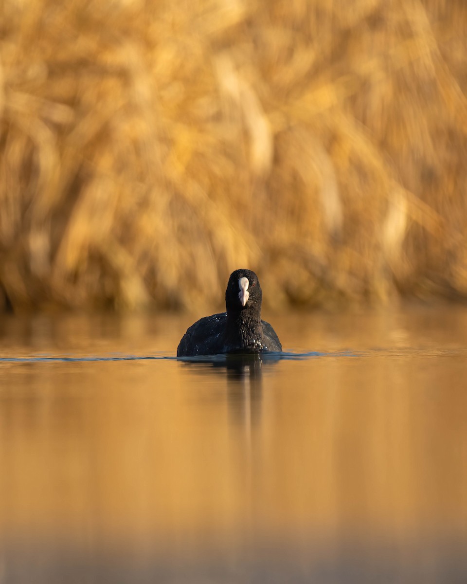 Eurasian Coot - ML613494928