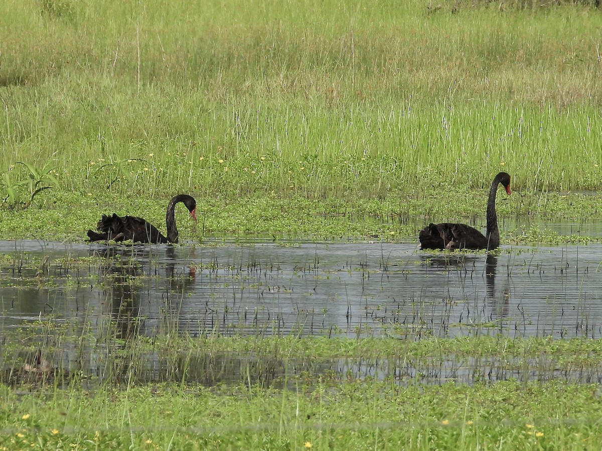 Black Swan - ML613494949