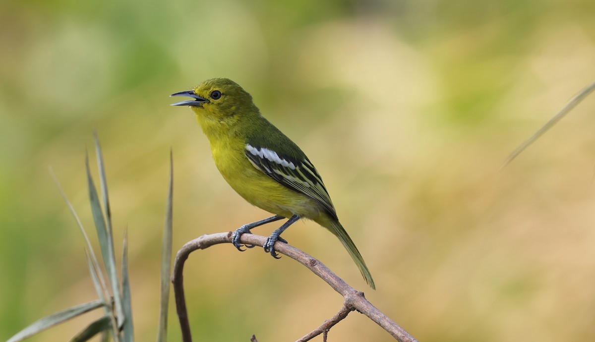 Common Iora - ML613494967