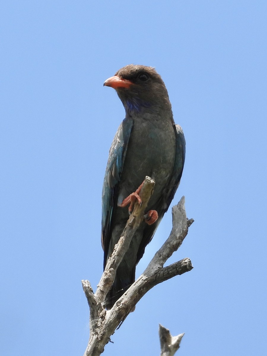 Dollarbird - ML613495063