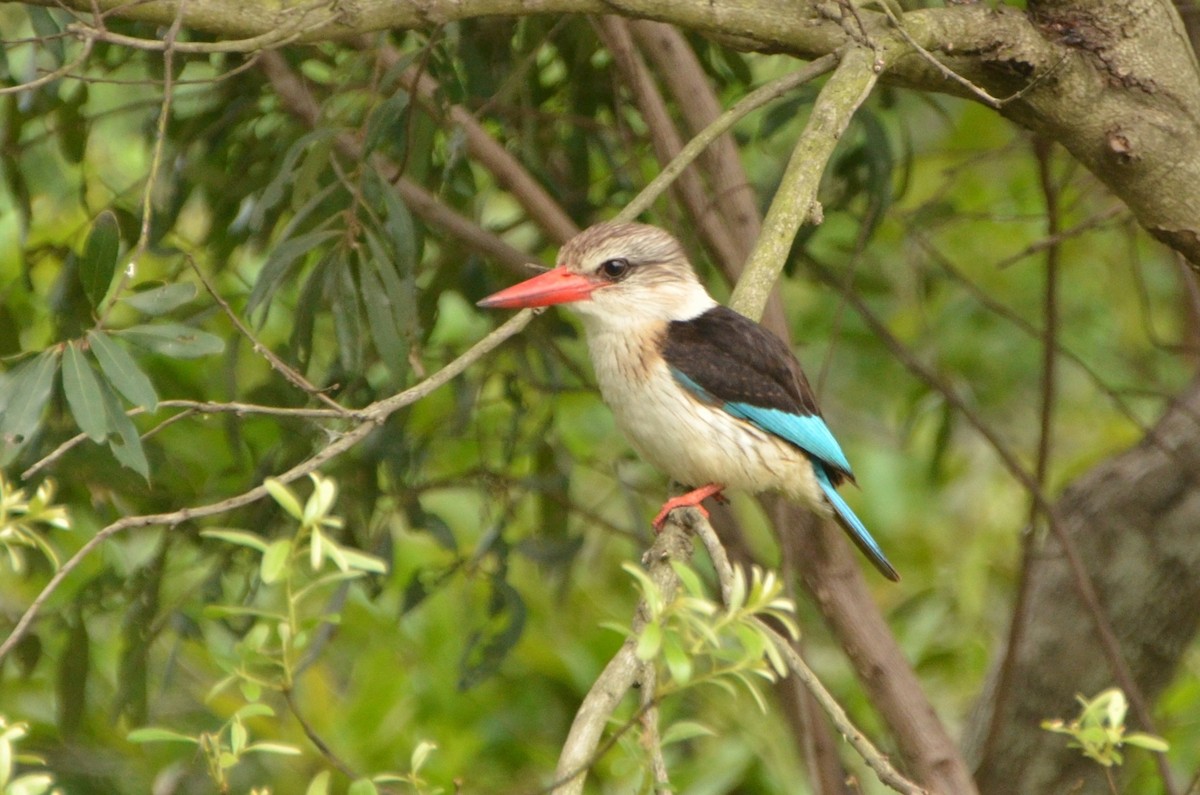 Brown-hooded Kingfisher - ML613495097