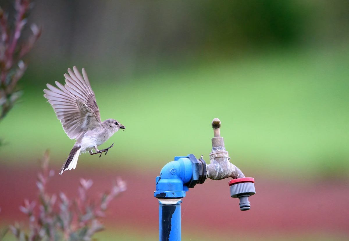 Jacky-winter - ML613495191