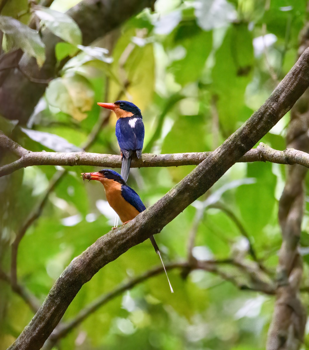 Buff-breasted Paradise-Kingfisher - Shae Nechwatal