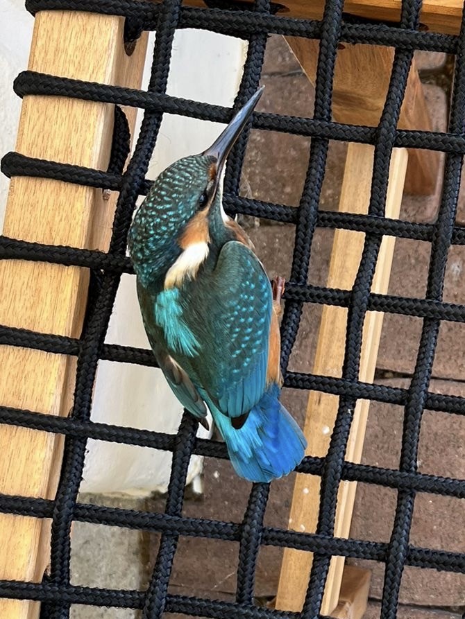 Common Kingfisher - THOMAS KUNZE