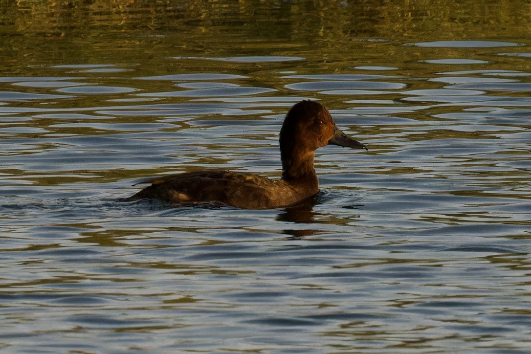 Ferruginous Duck - ML613495325