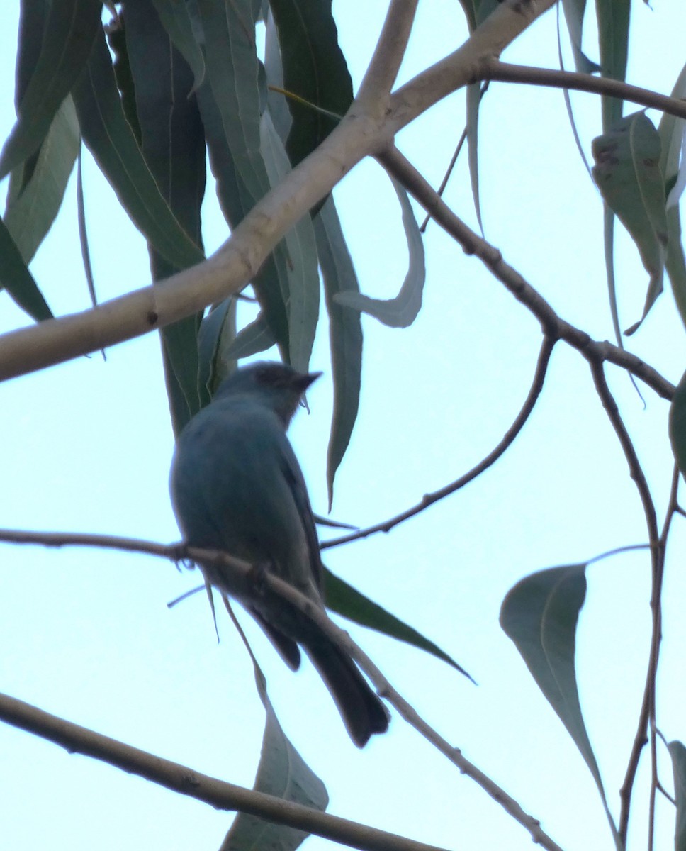 lejsek bleděmodrý - ML613495386