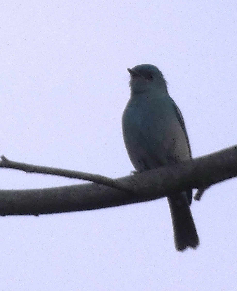 lejsek bleděmodrý - ML613495387