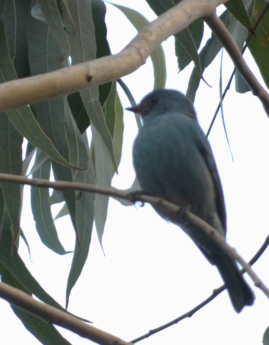 lejsek bleděmodrý - ML613495388