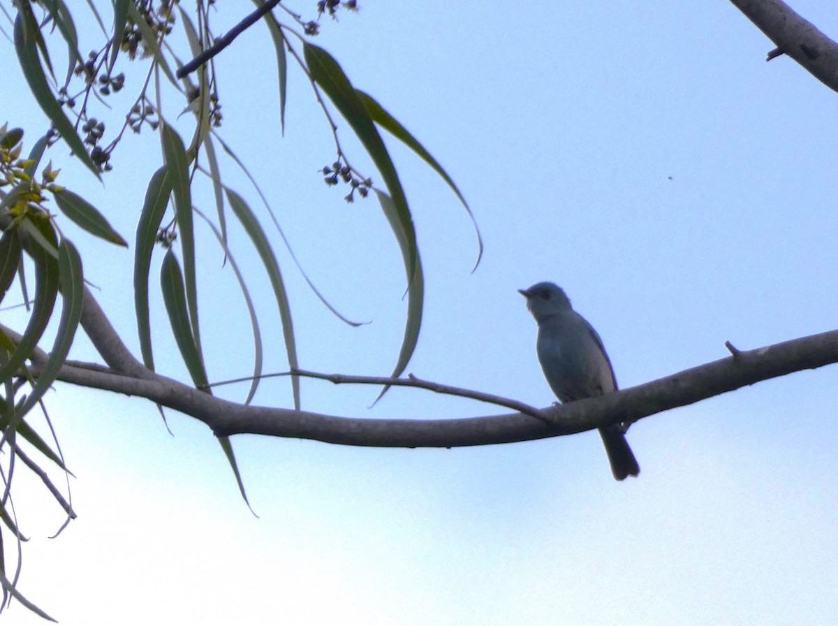 lejsek bleděmodrý - ML613495389