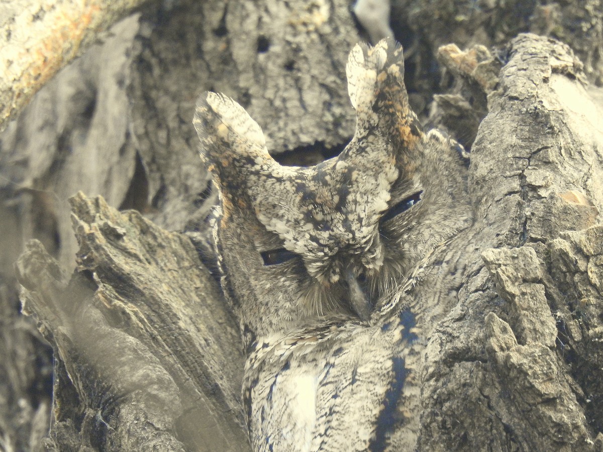 Collared Scops-Owl - Sheikh Riyaz