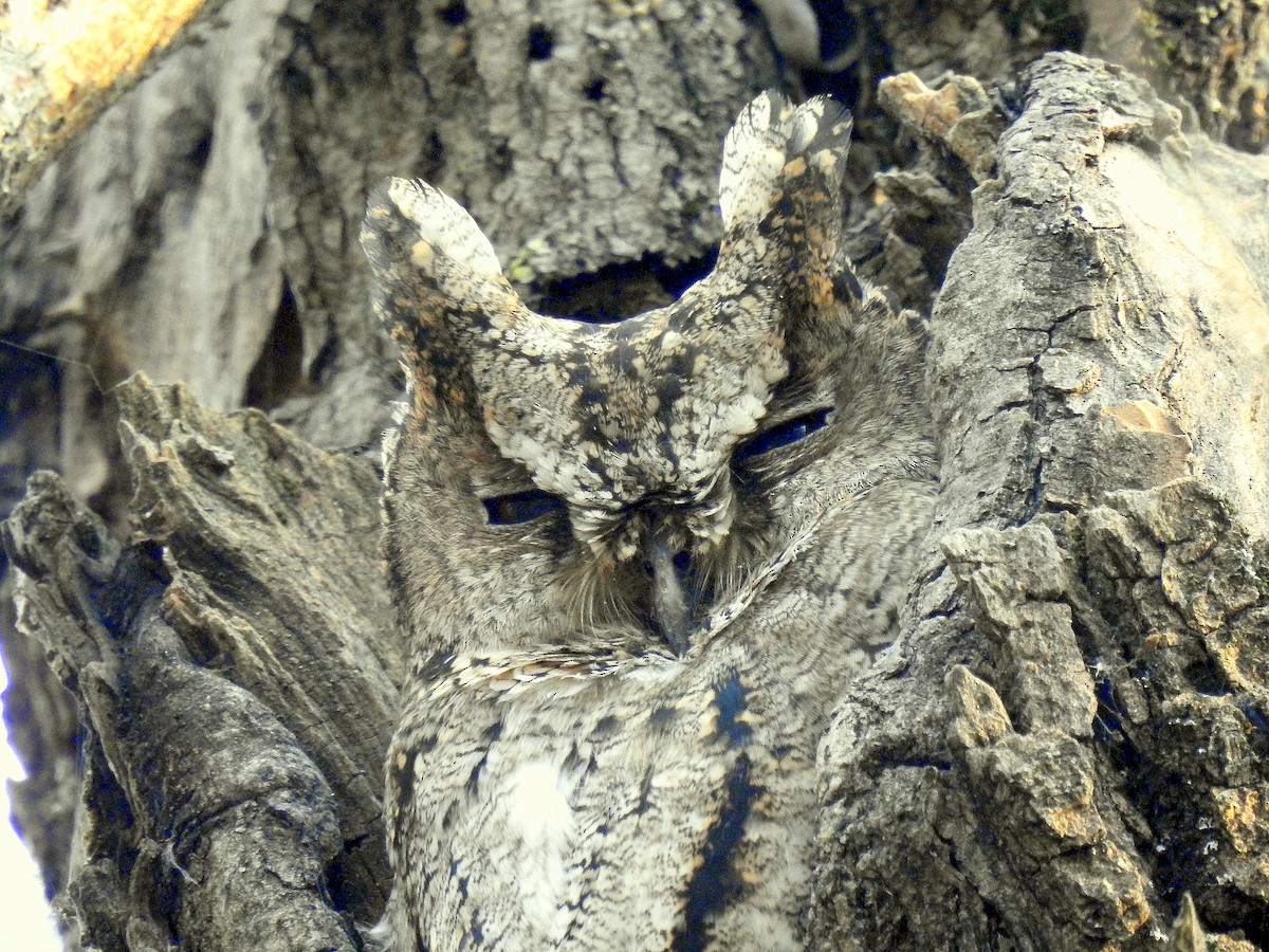 Collared Scops-Owl - Sheikh Riyaz