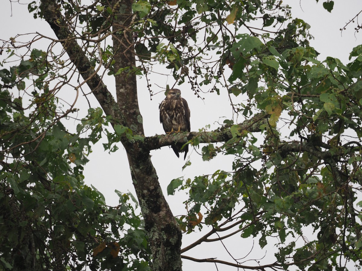 Mountain Buzzard - ML613495403