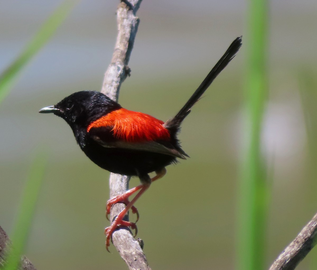 Red-backed Fairywren - ML613495659