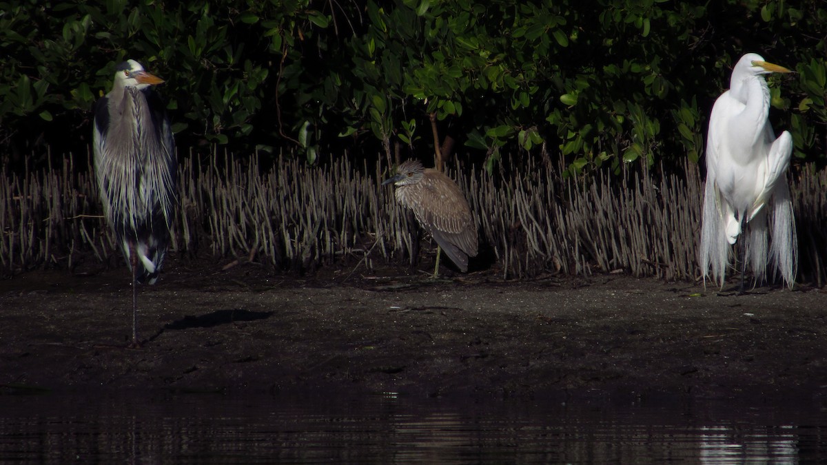 Yellow-crowned Night Heron - ML613495677