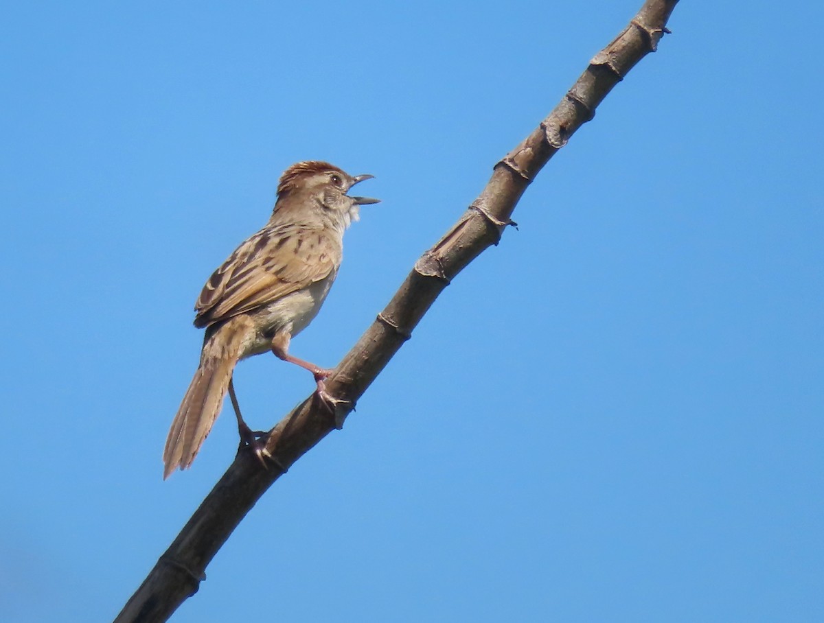 Tawny Grassbird - ML613495695