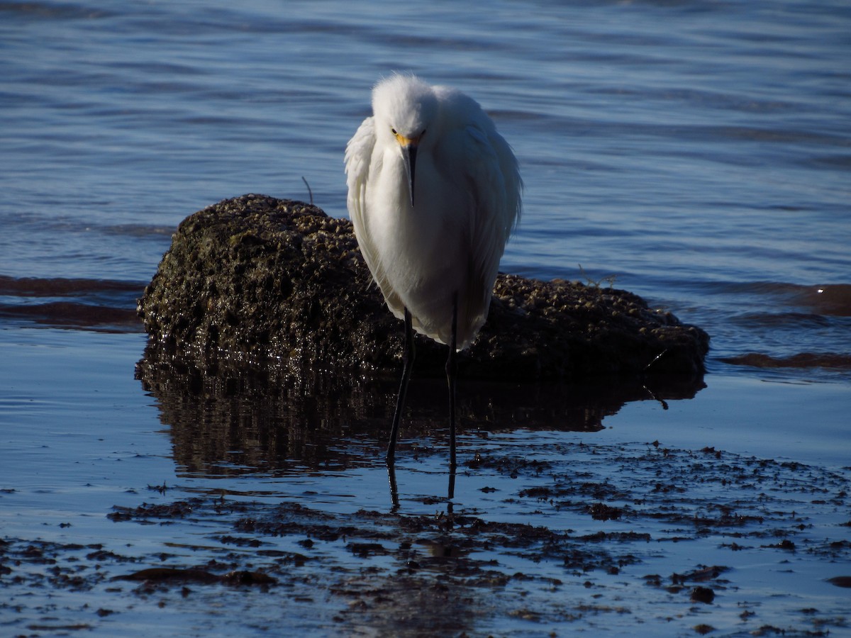 Snowy Egret - ML613495701