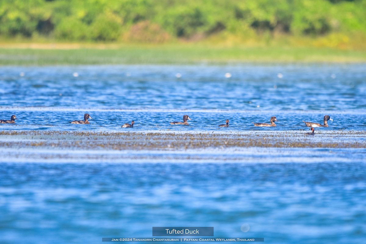 Tufted Duck - ML613495772