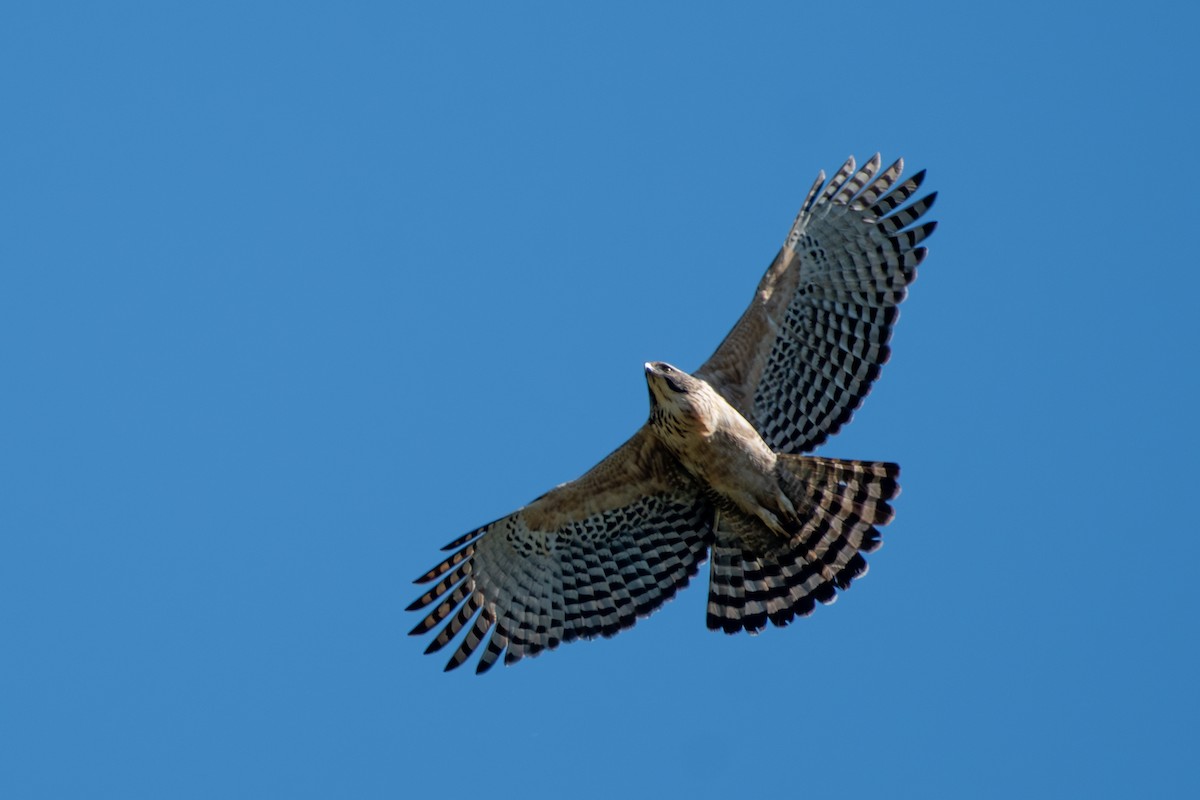 Mountain Hawk-Eagle - Anonymous