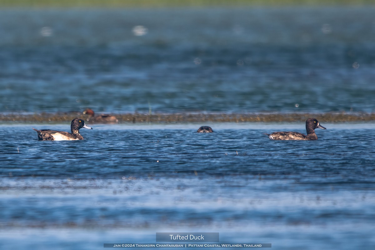 Tufted Duck - ML613495776