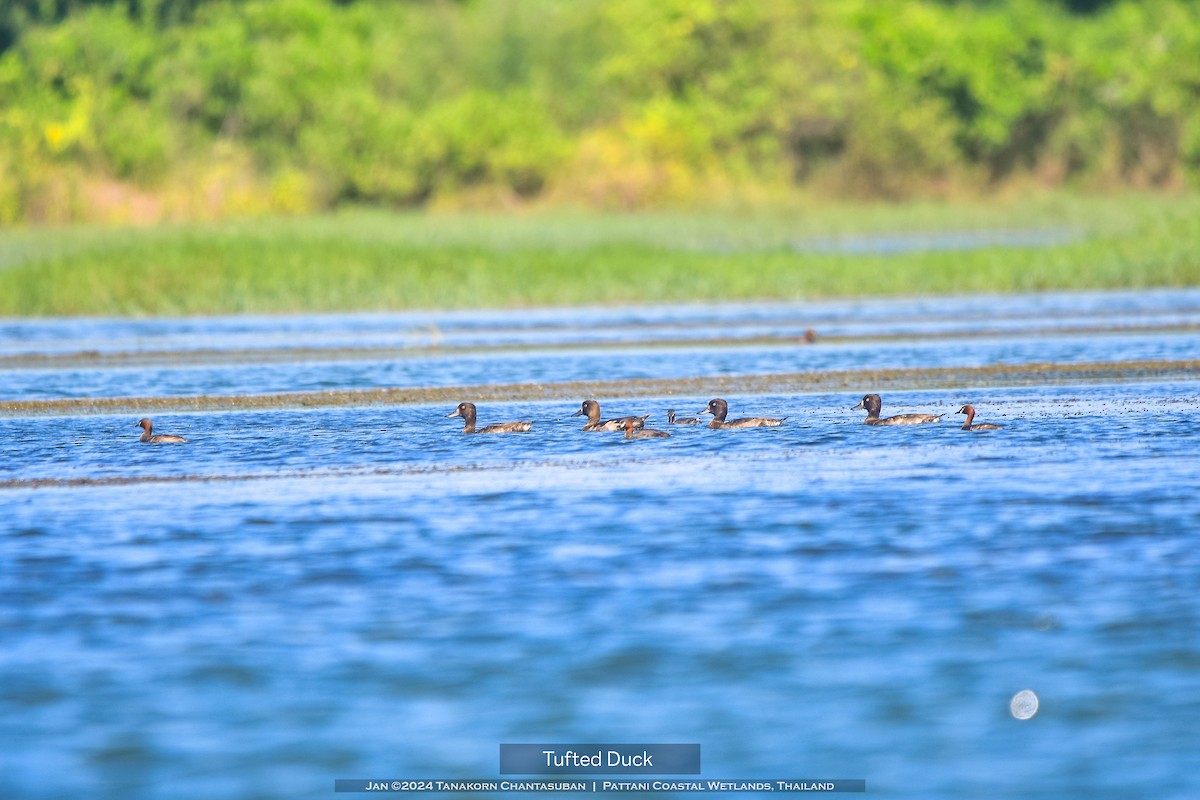 Tufted Duck - ML613495779