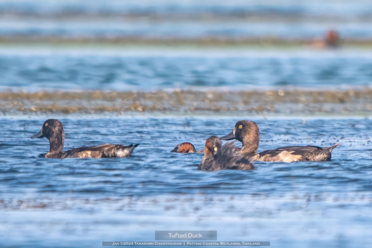 Tufted Duck - ML613495780