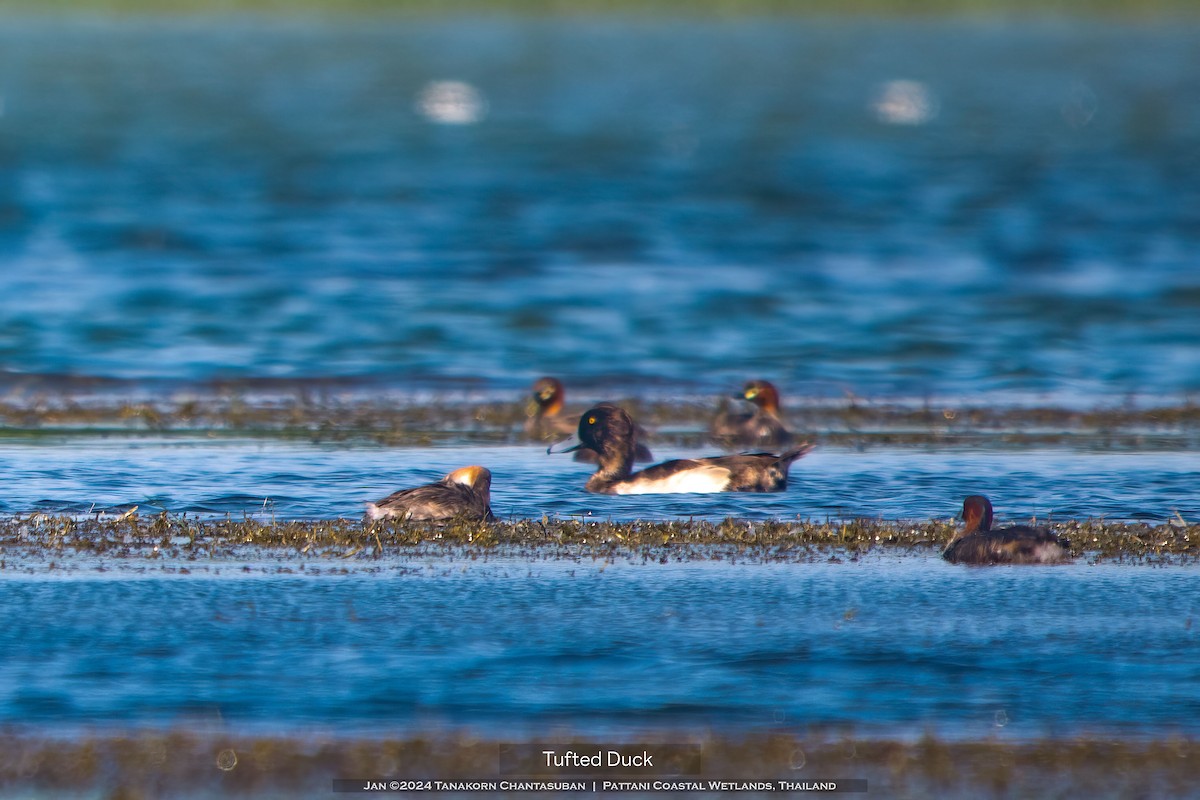 Tufted Duck - ML613495784