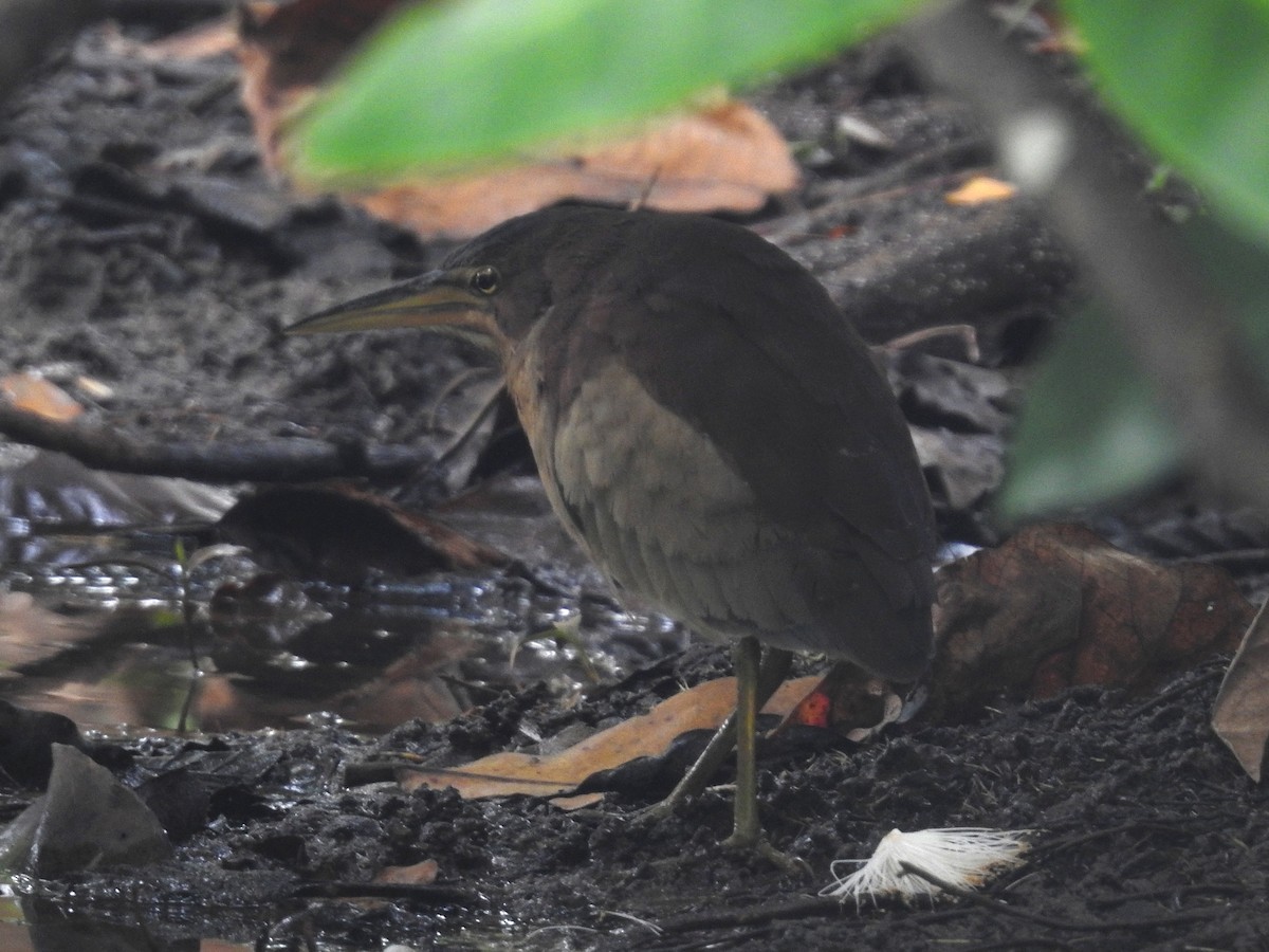 Schrenck's Bittern - Meng Wang