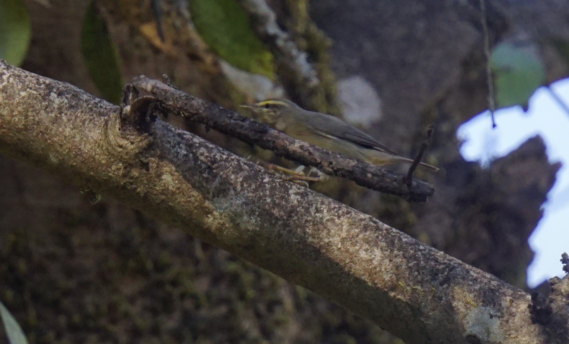 Sulphur-bellied Warbler - ML613495880