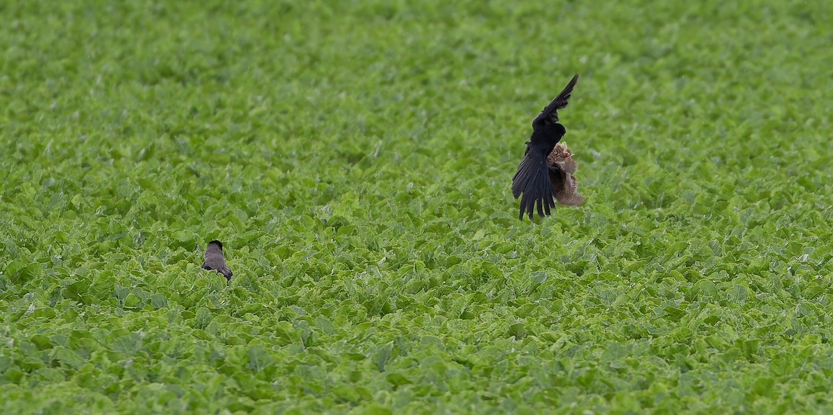 Gray Partridge - ML613495882