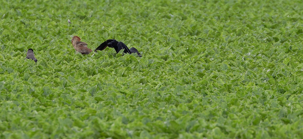 Gray Partridge - ML613495884