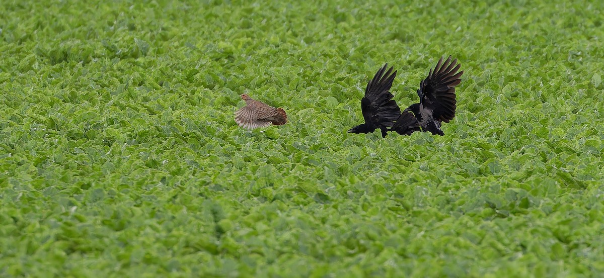 Gray Partridge - ML613495891