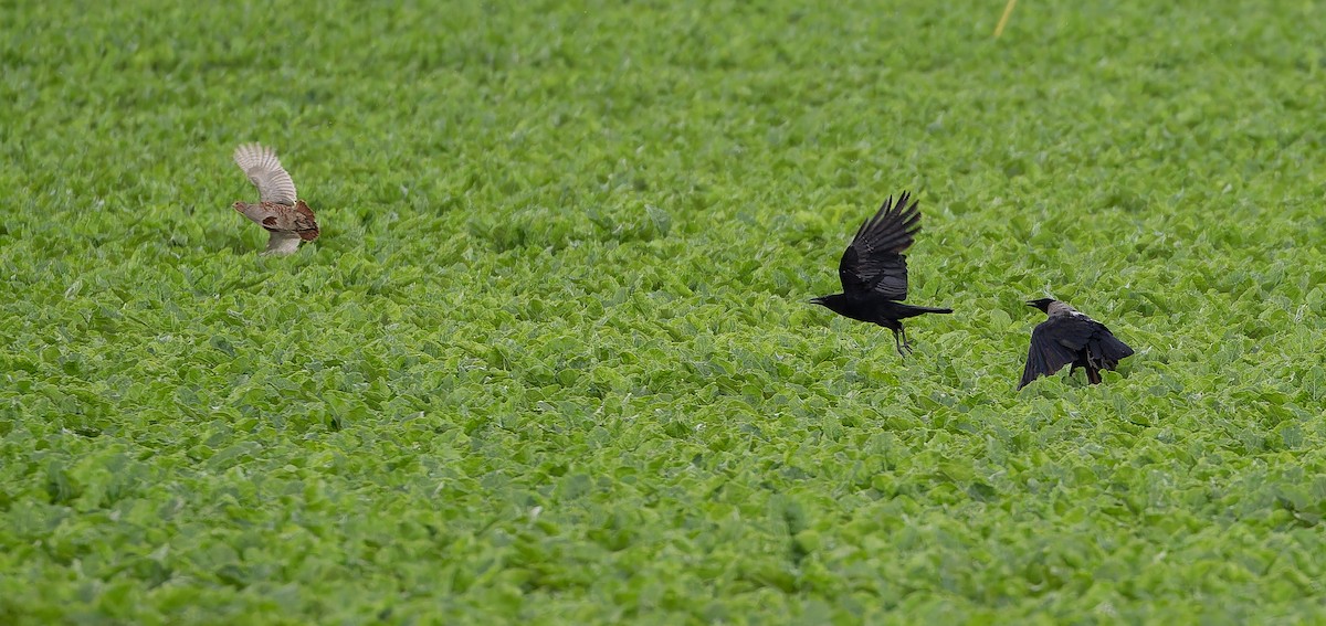 Gray Partridge - ML613495894