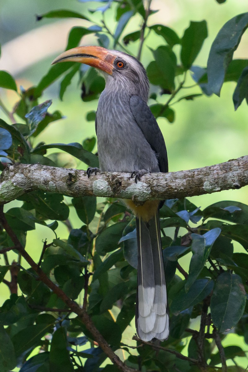 Malabar Gray Hornbill - ML613495935