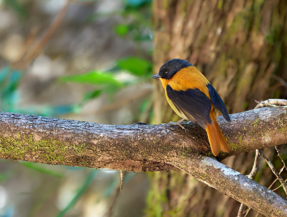 Black-and-orange Flycatcher - Andrew Wilson